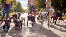 Group of dog walkers working together outside with dogs