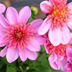 dwarf dahlias Dalina Maxi Starburst Pink in full bloom