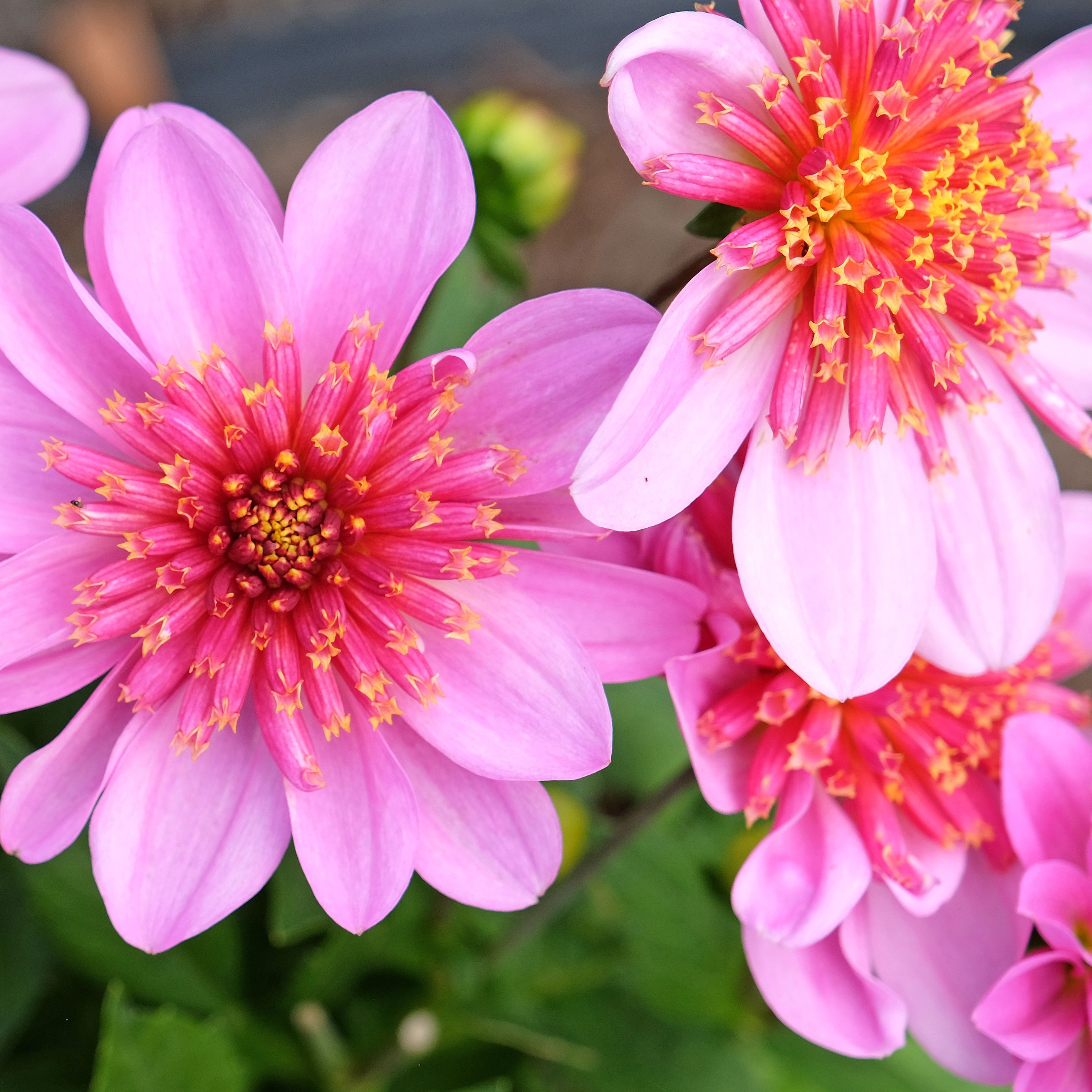 dwarf dahlias Dalina Maxi Starburst Pink in full bloom