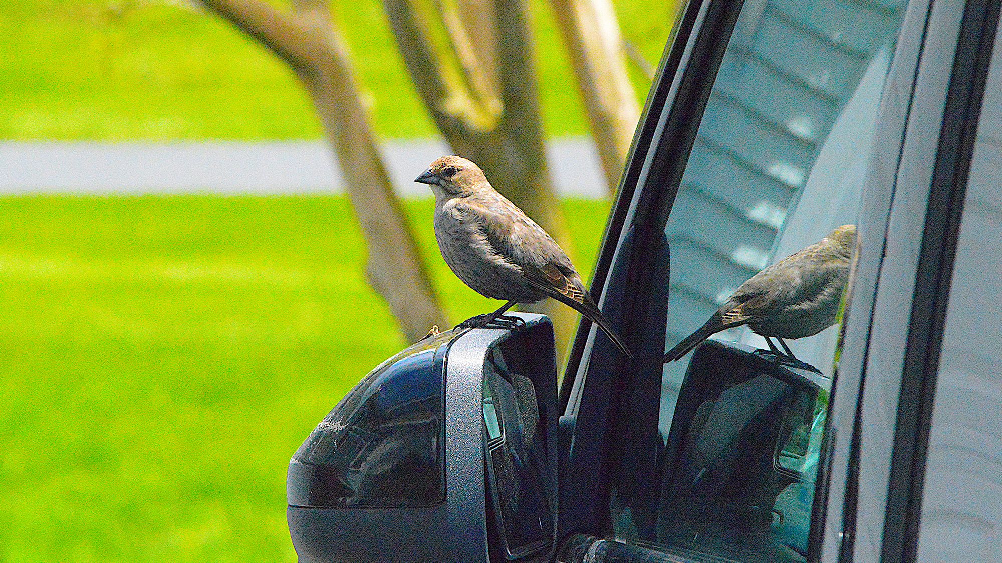 How to Stop Birds Pooping on Your Car – 5 Safe Ways to Keep Them Away From Your Driveway