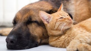 Stock image of a german shepherd and ginger kitten sleeping soundly together