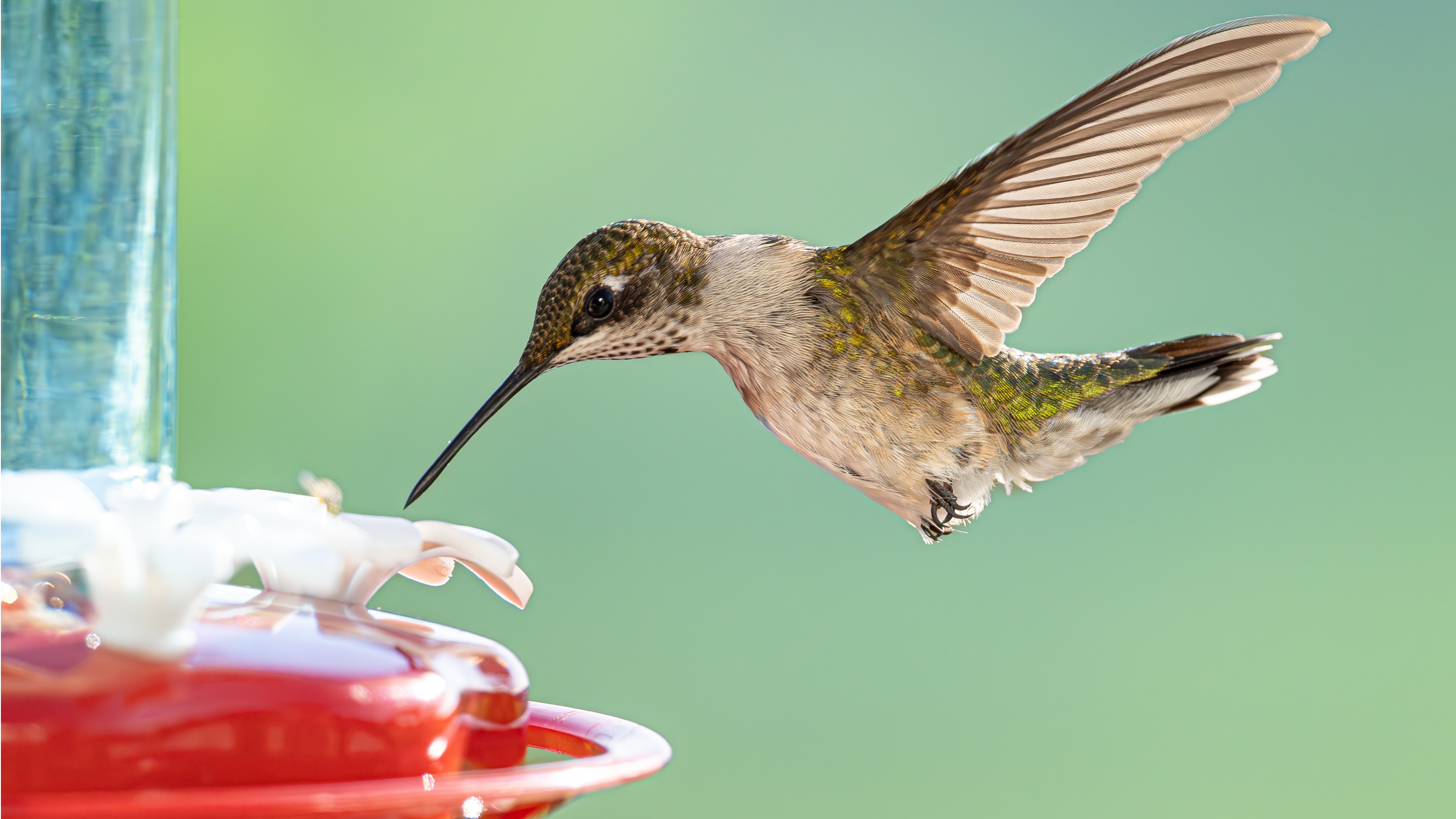 Hummingbird using feeder