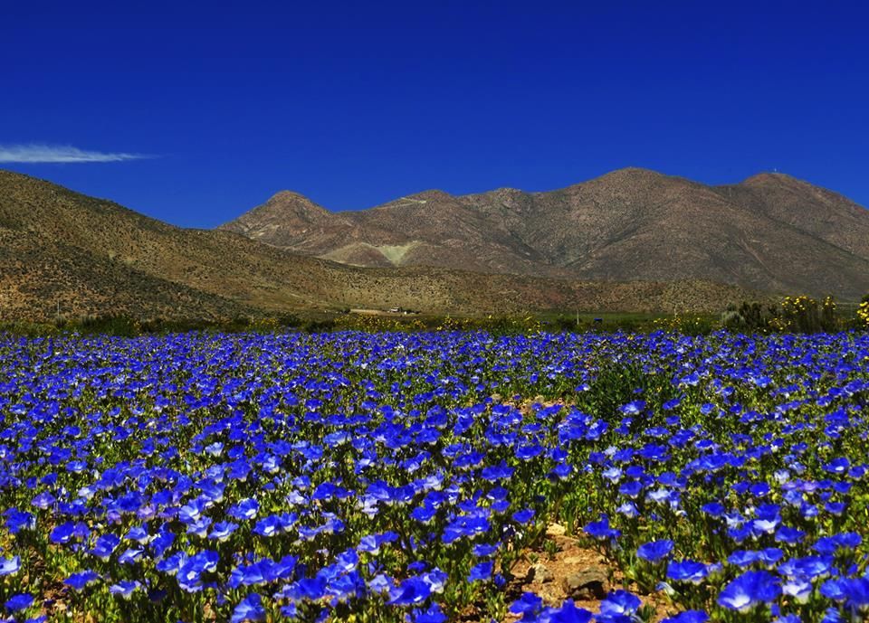 In Images Stunning Flower Fields Of The Atacama Desert Live Science 8102