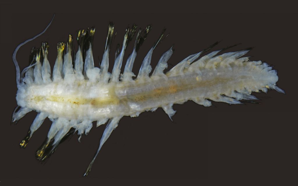 Hodor! Deep-Sea Worms Get 'Game of Thrones' Names | Live Science