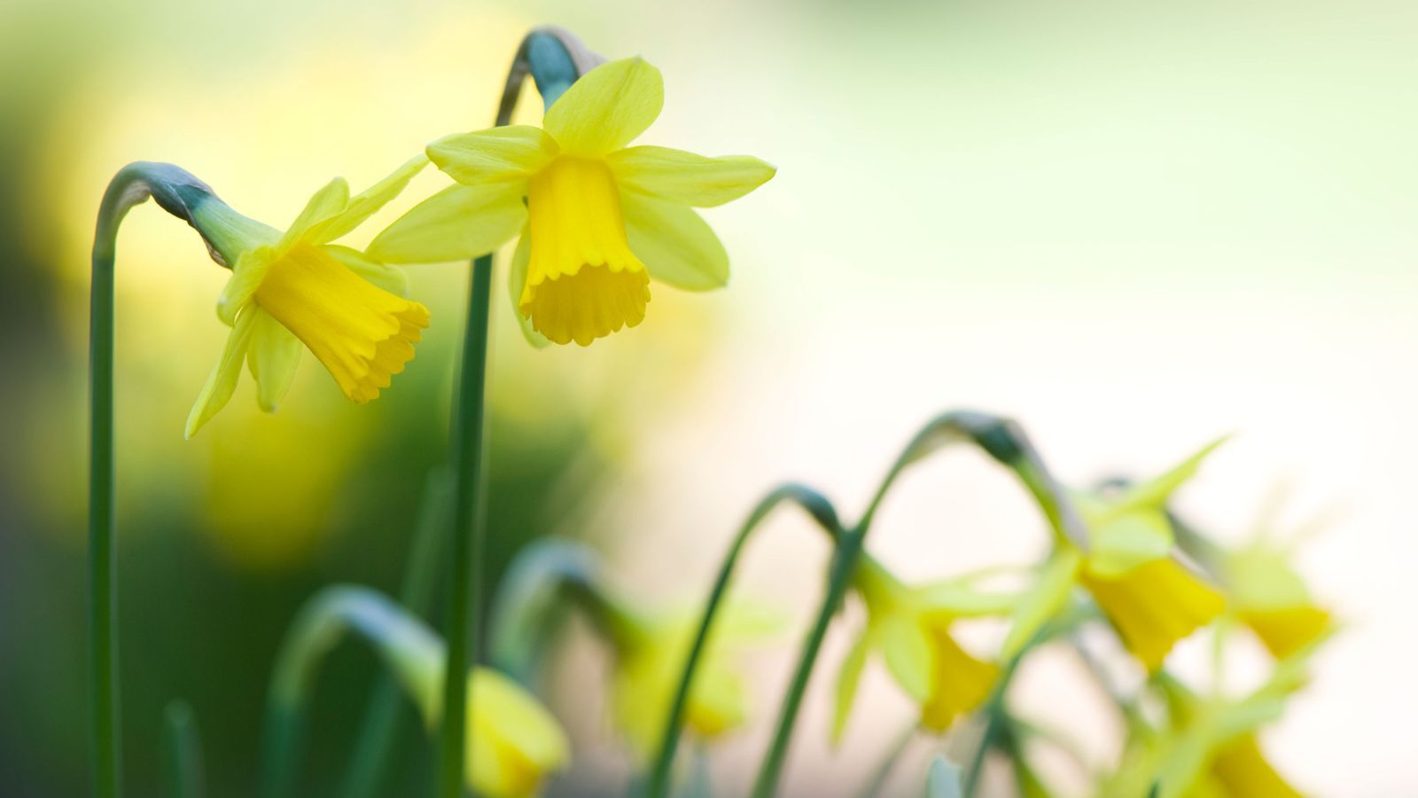 When to plant daffodil bulbs for brilliant spring color Homes & Gardens