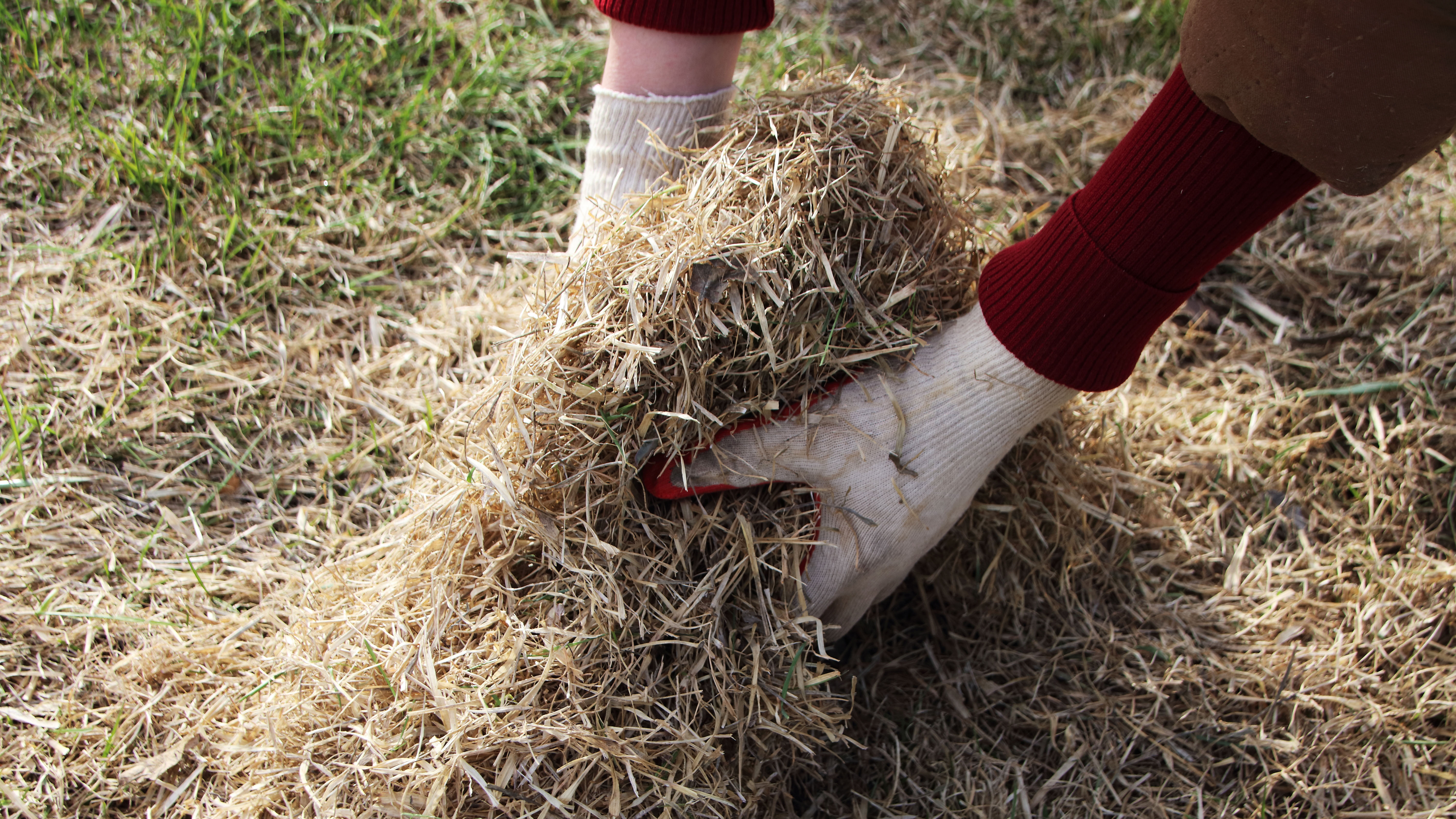 A pair of gloved hands picking up loose straw after scarifying