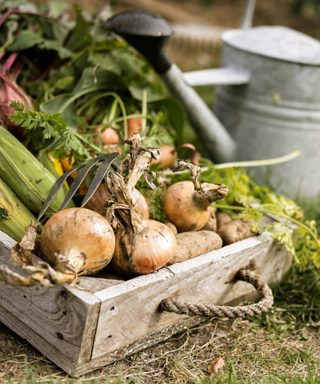 Onions in a wooden container