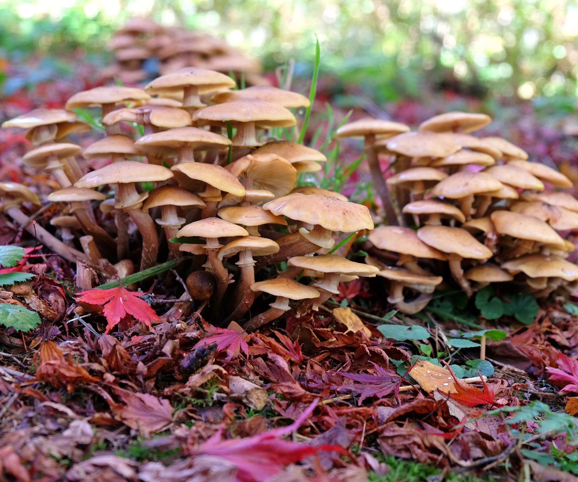 honey fungus mushrooms with Japanese maple leaves