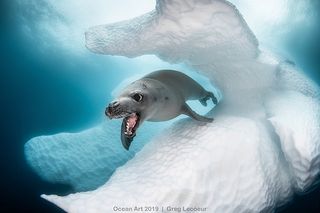 Discover amazing wildlife photography with a difference… it's underwater!