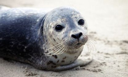"Seal flu," more formally known as H3N8, was previously only found in North American ducks, but it has recently left more than 100 seals dead. 