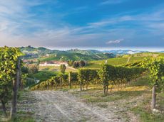 Winery buildings and vineyards surrounding Cantina Angelo Negro in central Piedmont, northwest of Alba