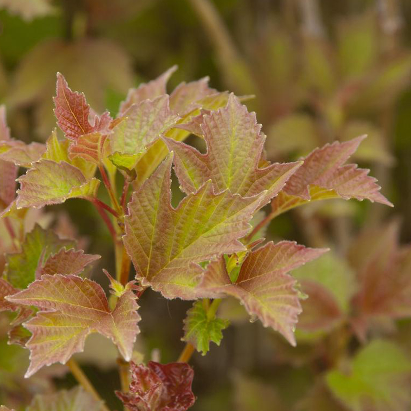 Bailey Compact American Cranberrybush