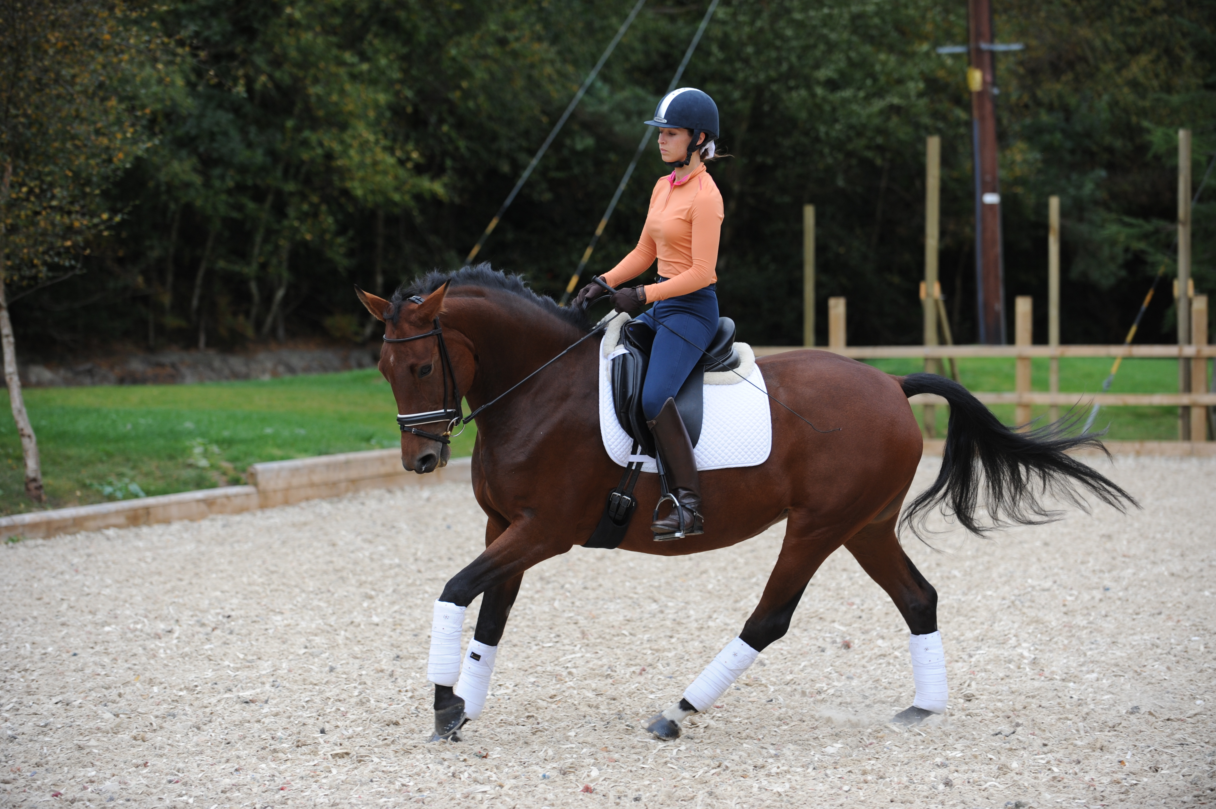 Dressage rider riding canter on a bay horse