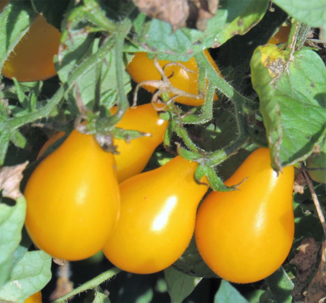 Yellow Pear Tomato – Mary's Heirloom Seeds