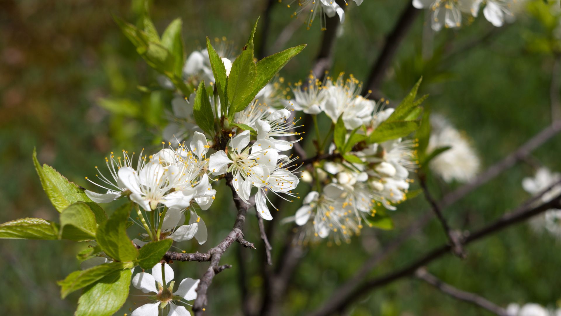 picture of blooming apple tree