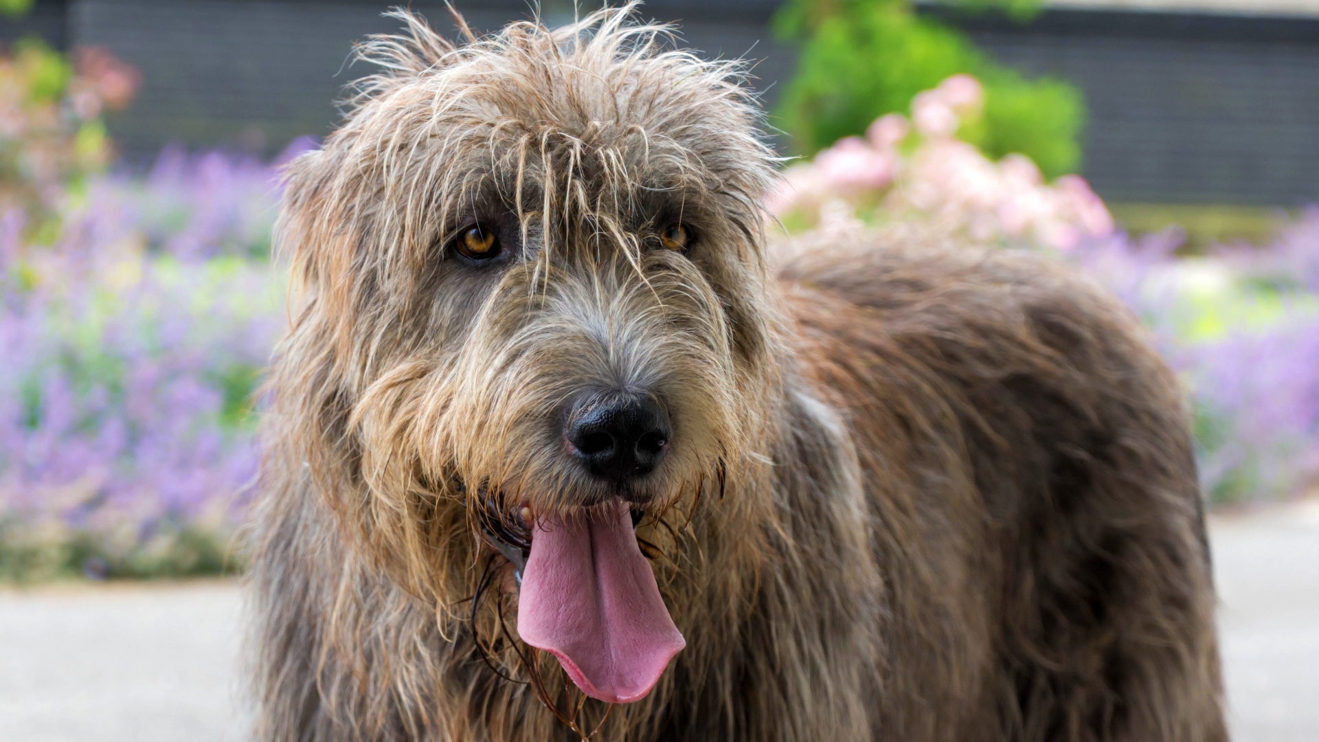 Irish Wolfhound Temperament At Bella Bright Blog