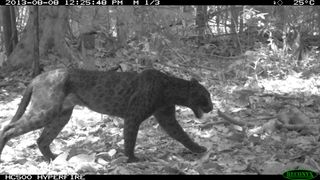 infrared image of a black leopard