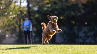 Dog jumping in the air to catch tennis ball