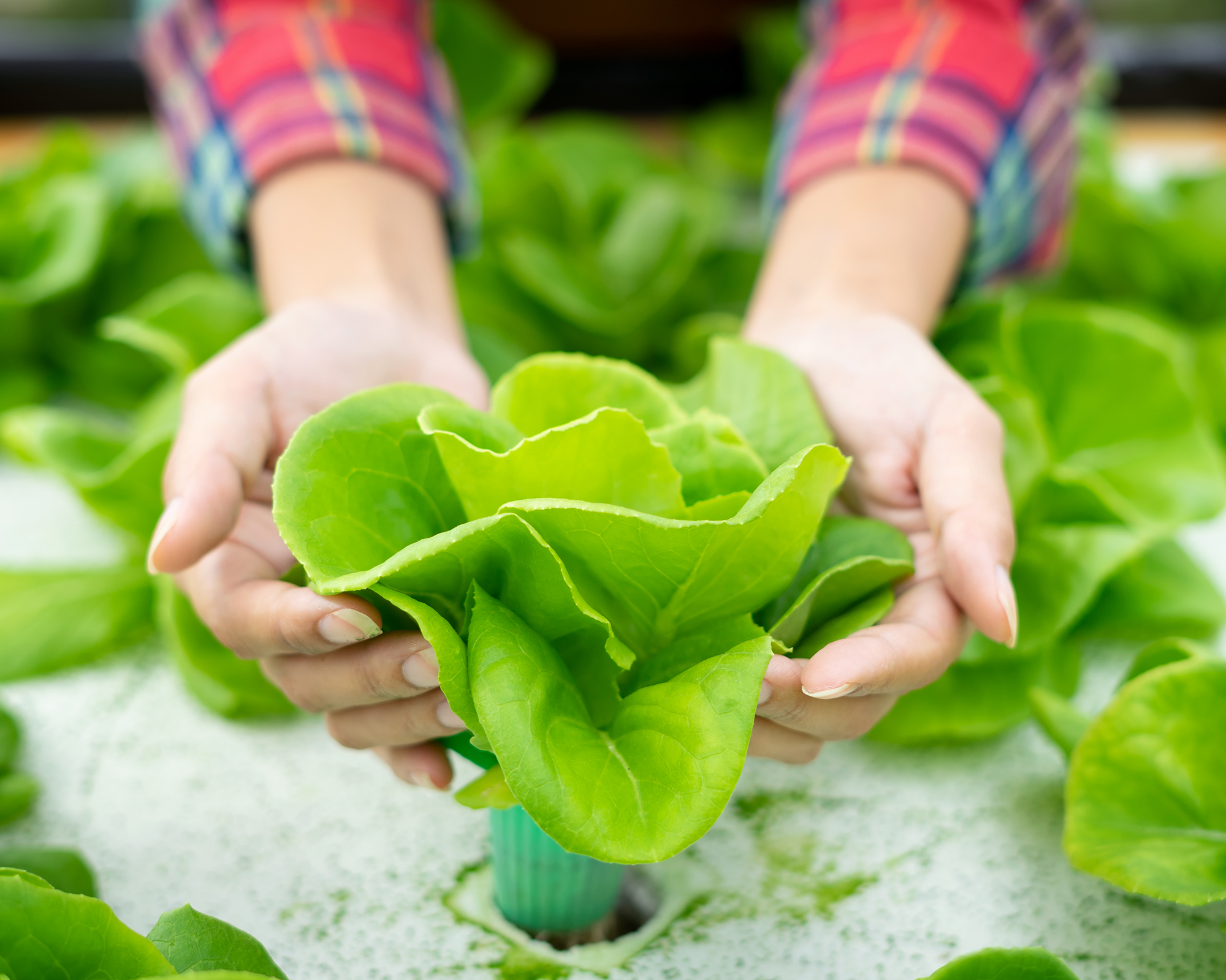 Caring for hydroponic lettuce