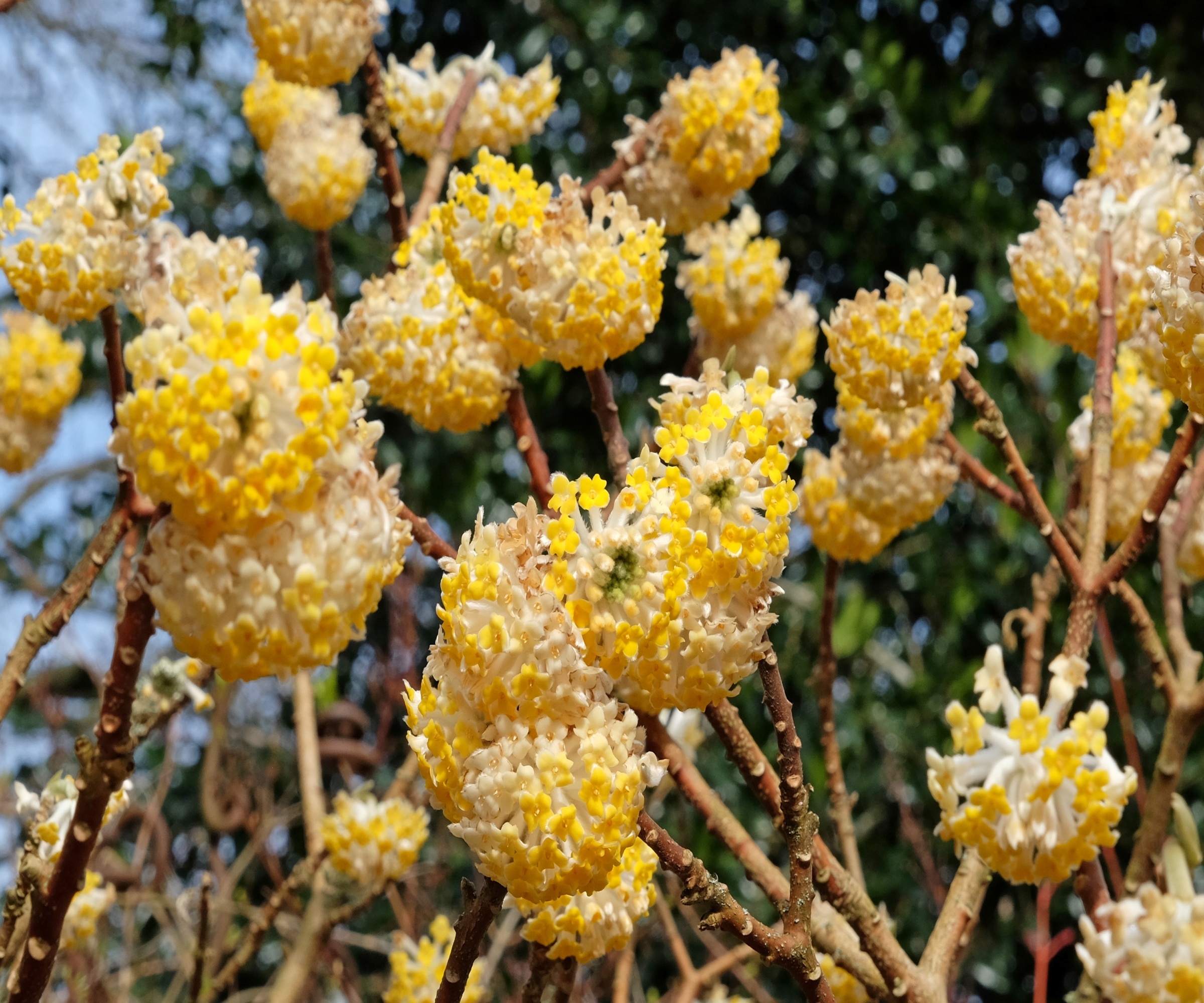 The pom-pom yellow and cream flowers of Edgeworthia/Paperbush (Edgeworthia chrysantha)