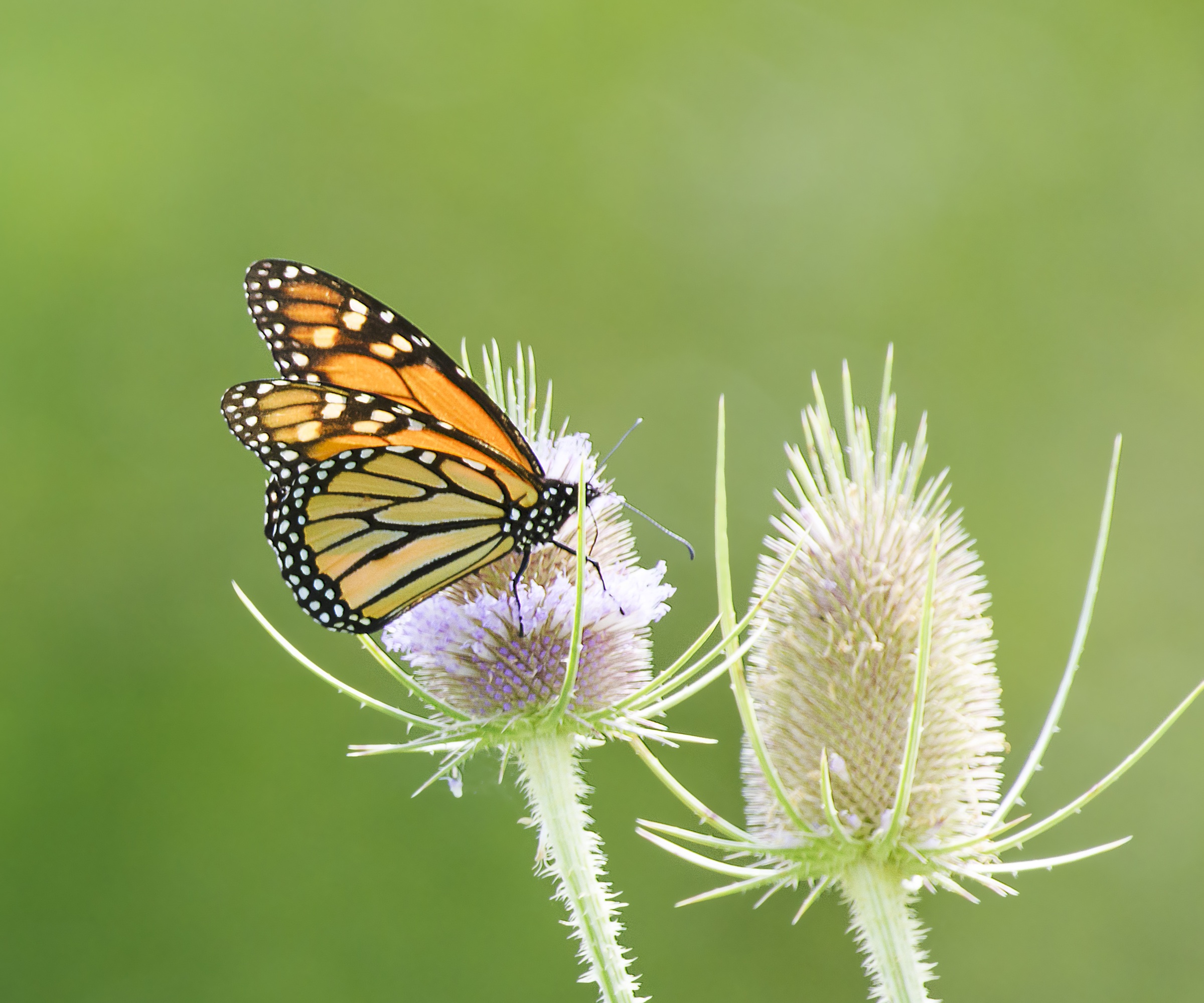 monarch butterfly on teasel