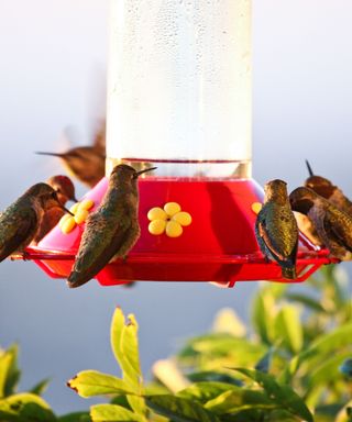 A red hummingbird feeder with yellow flower decorations on it with six brown hummingbirds feeding from it and green leafy shrubs at the bottom