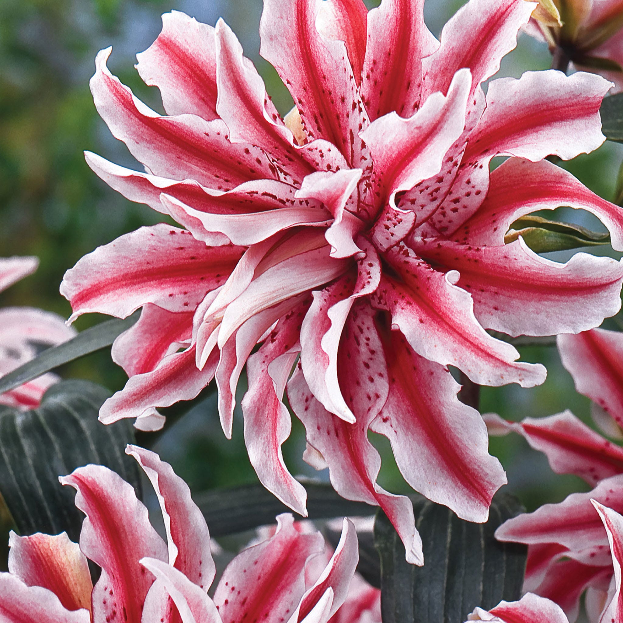 Oriental Magic Star Lily Bulb