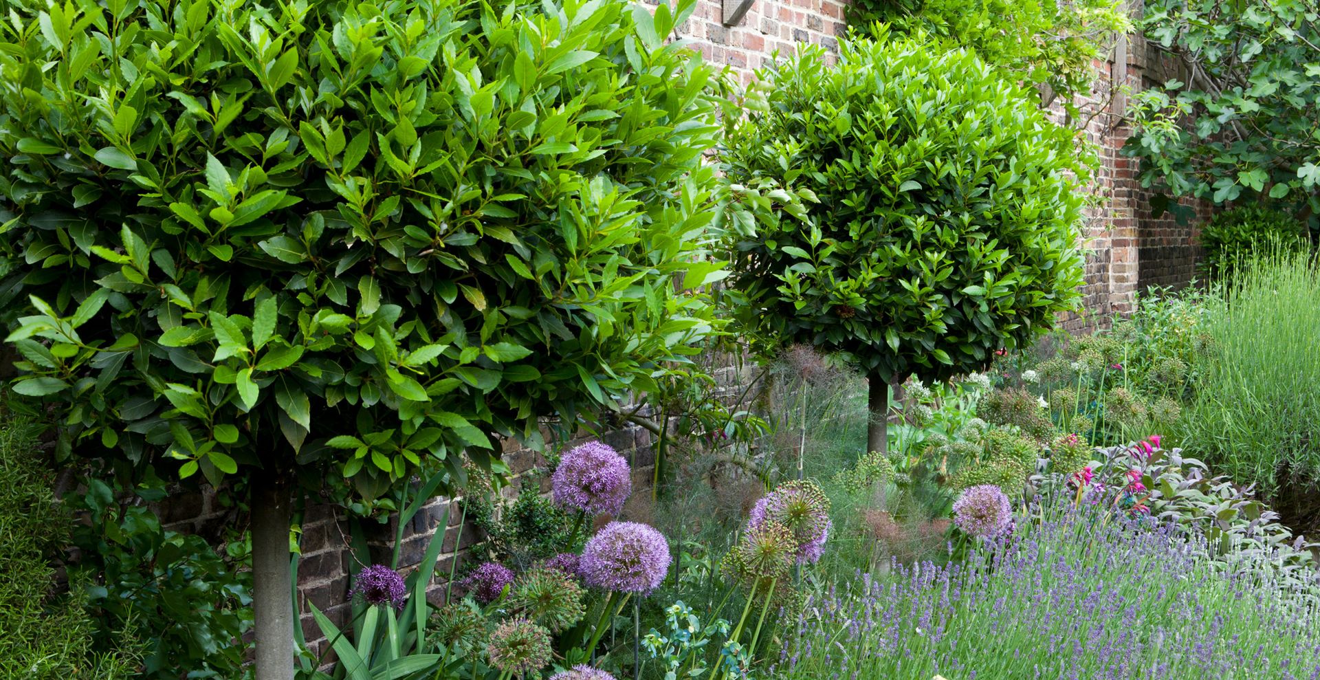 small garden with tall bay trees lining the borders to show an essential small garden tip of planting to scale