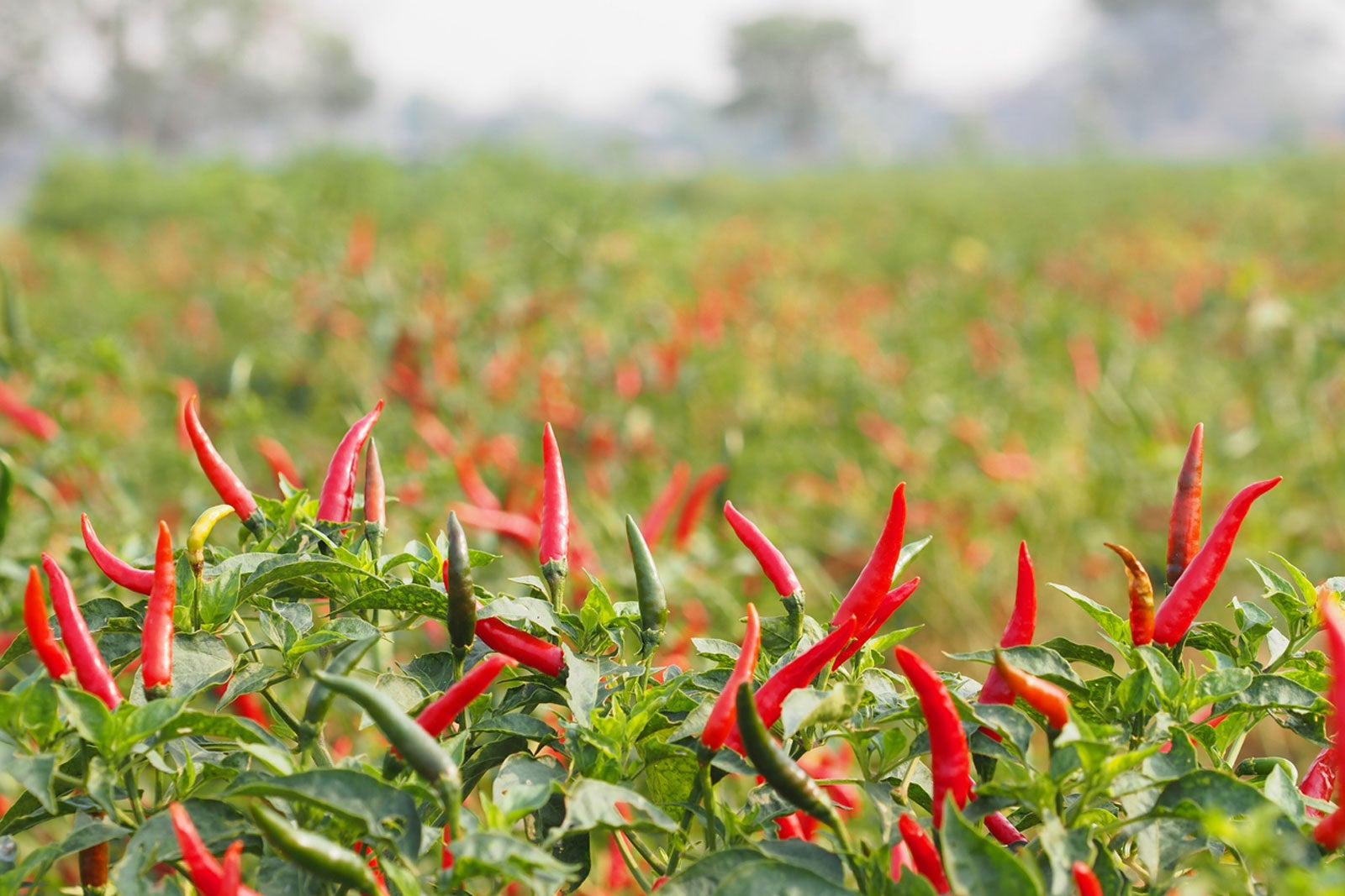 How to Grow and Care for Cayenne Peppers