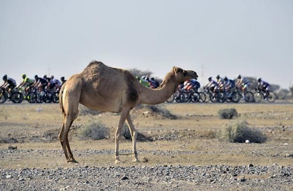 A not-so-curious onlooker of the Tour of Oman's opening stage.