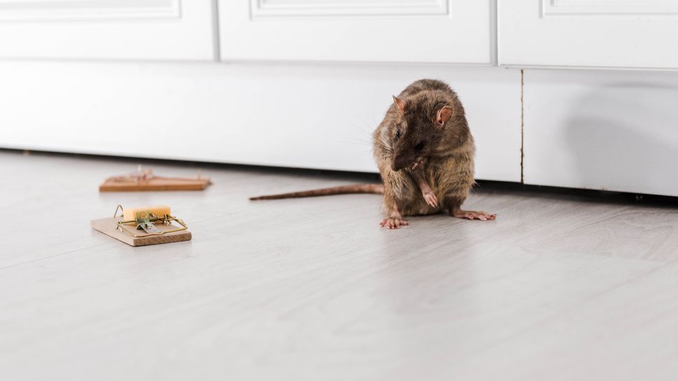 How to get rid of mice in your home safely and keep them out Tom's Guide