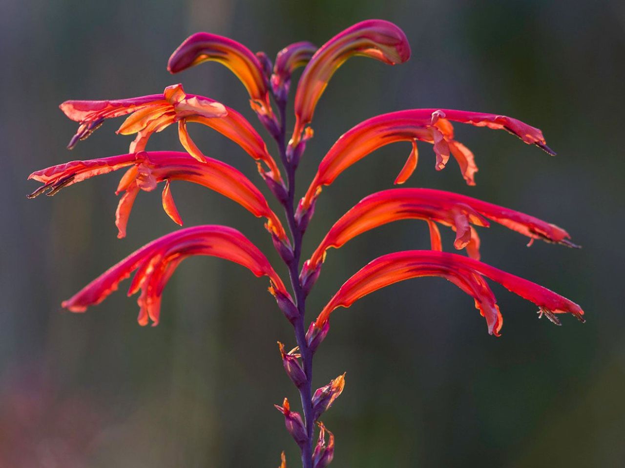 Multicolored Chasmanthe Corm Plant