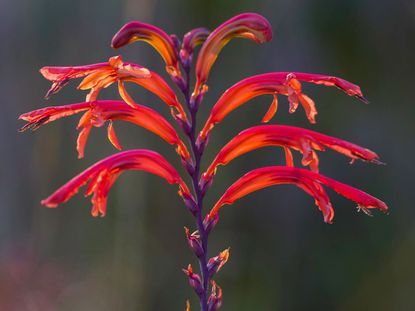 Multicolored Chasmanthe Corm Plant