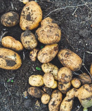 Monty Don’s potato planting tips