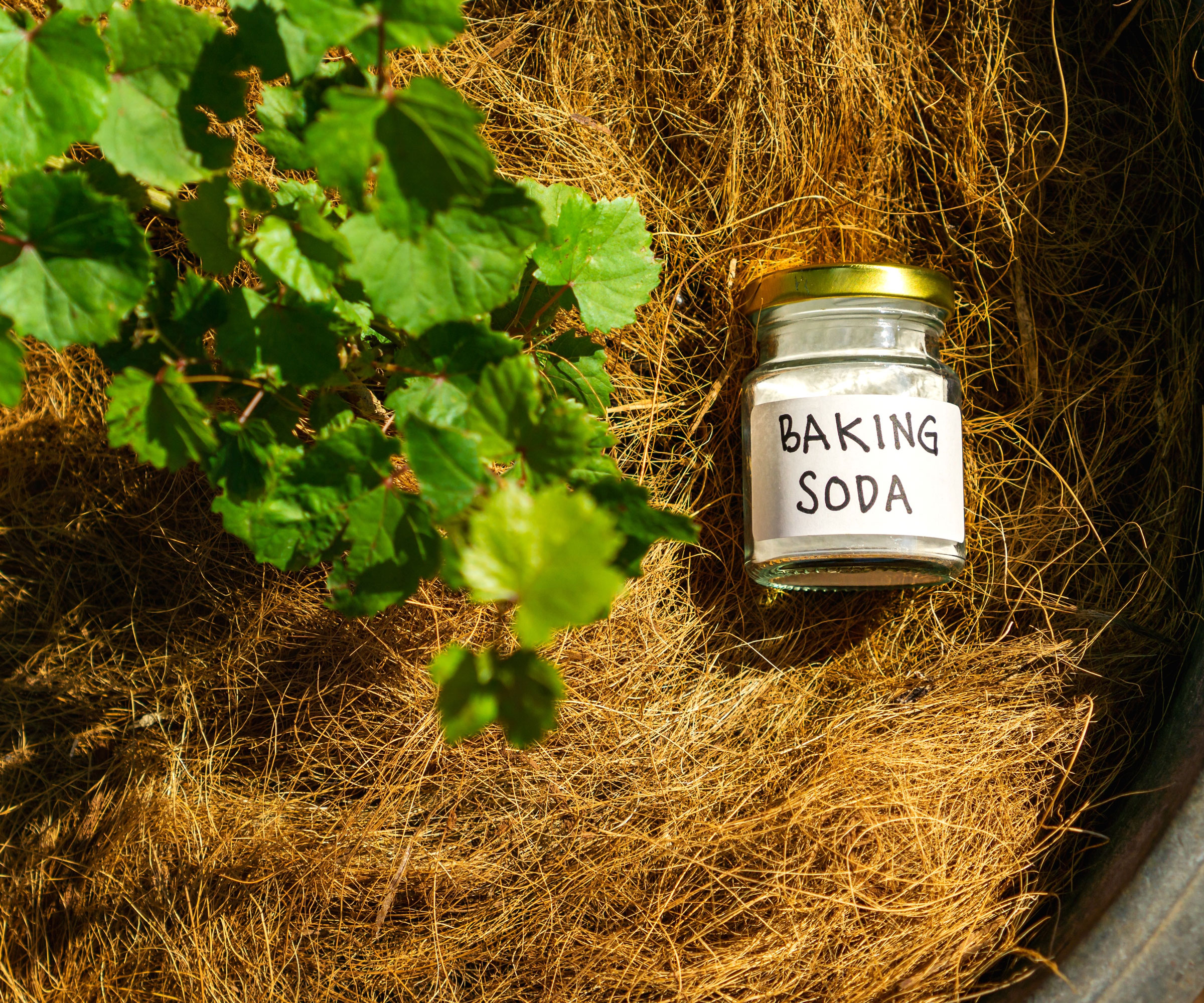 jar of baking soda on straw mulch in container with leaves of plant showing