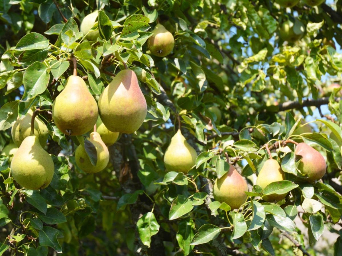 Biennial Bearing In Trees - Reasons For Tree Fruiting Every Other Year ...