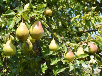 Pear Fruit Tree