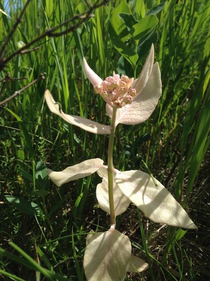 Albino Plant Within Green Grass