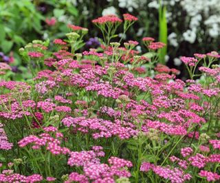 Pink yarrow in flower in a garden