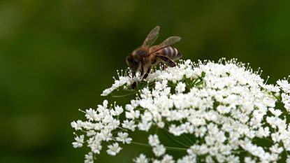A ground bee on a white flower