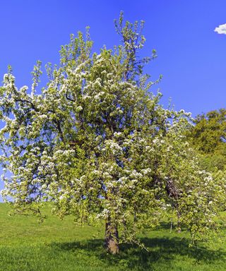 Identifying-british-trees-Common-Pear-1-ALAMY