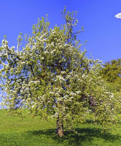 How to identify British trees – by leaf, fruit, shape, size, bark and ...