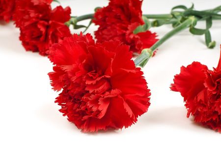 Several bright red carnation flowers lying on a white surface