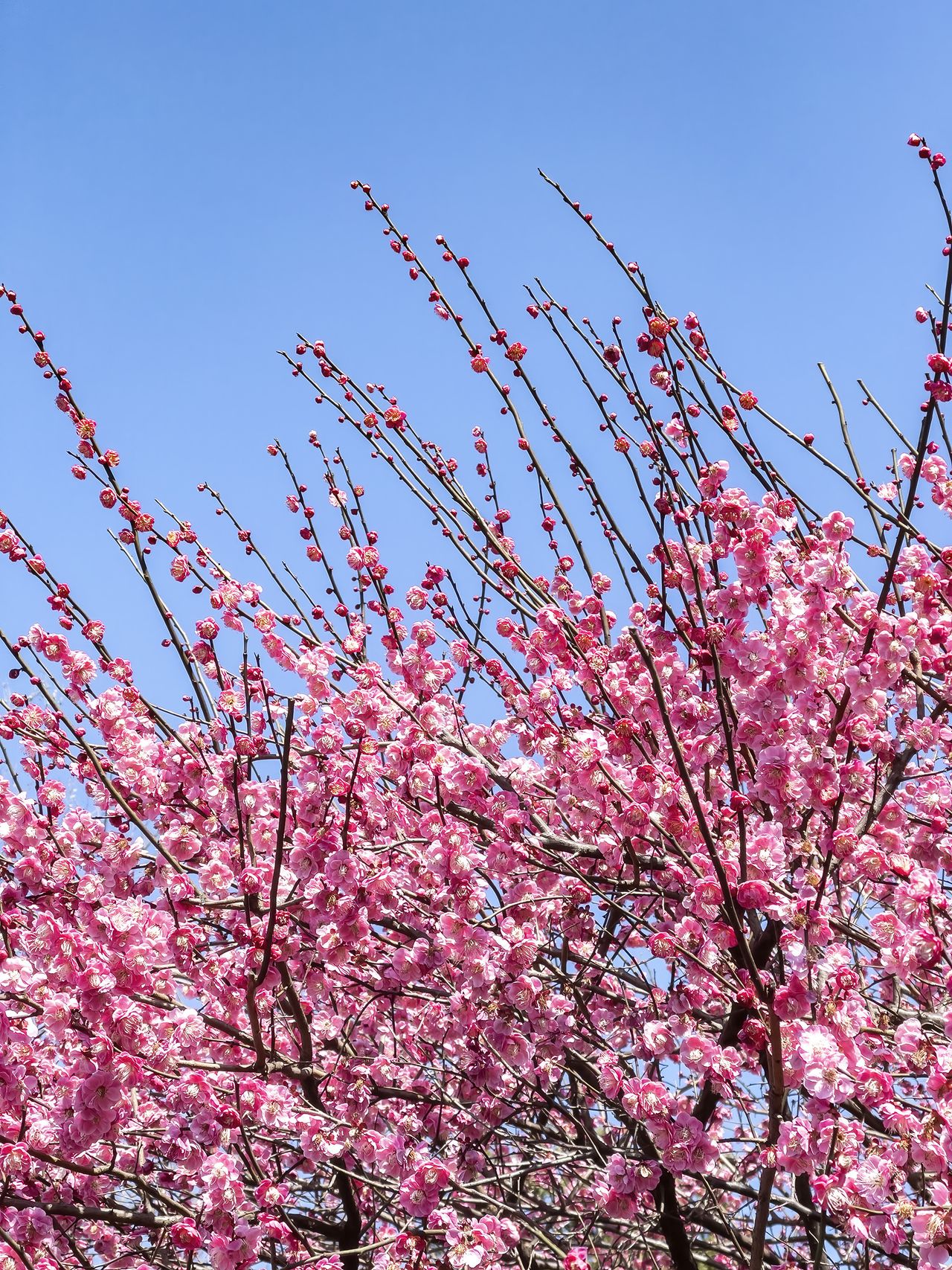 Best fastgrowing fruit trees 10 vigorous fruit trees to grow Homes & Gardens