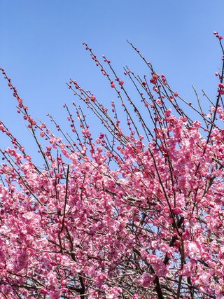 Plum tree blossom against the sky