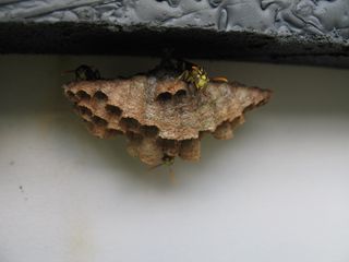 Social wasps with nest