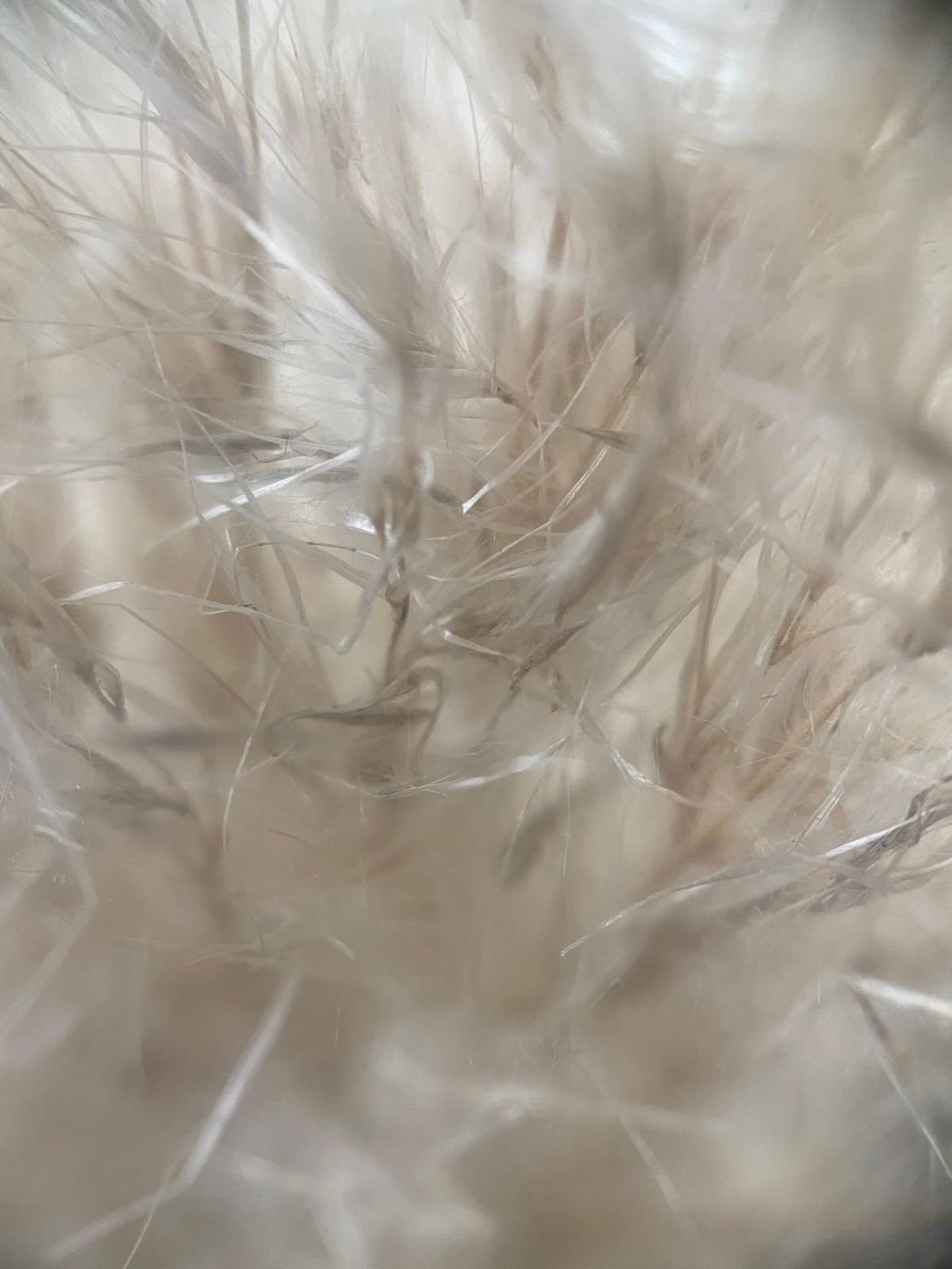 ShiftCam Traditional 10x macro lens