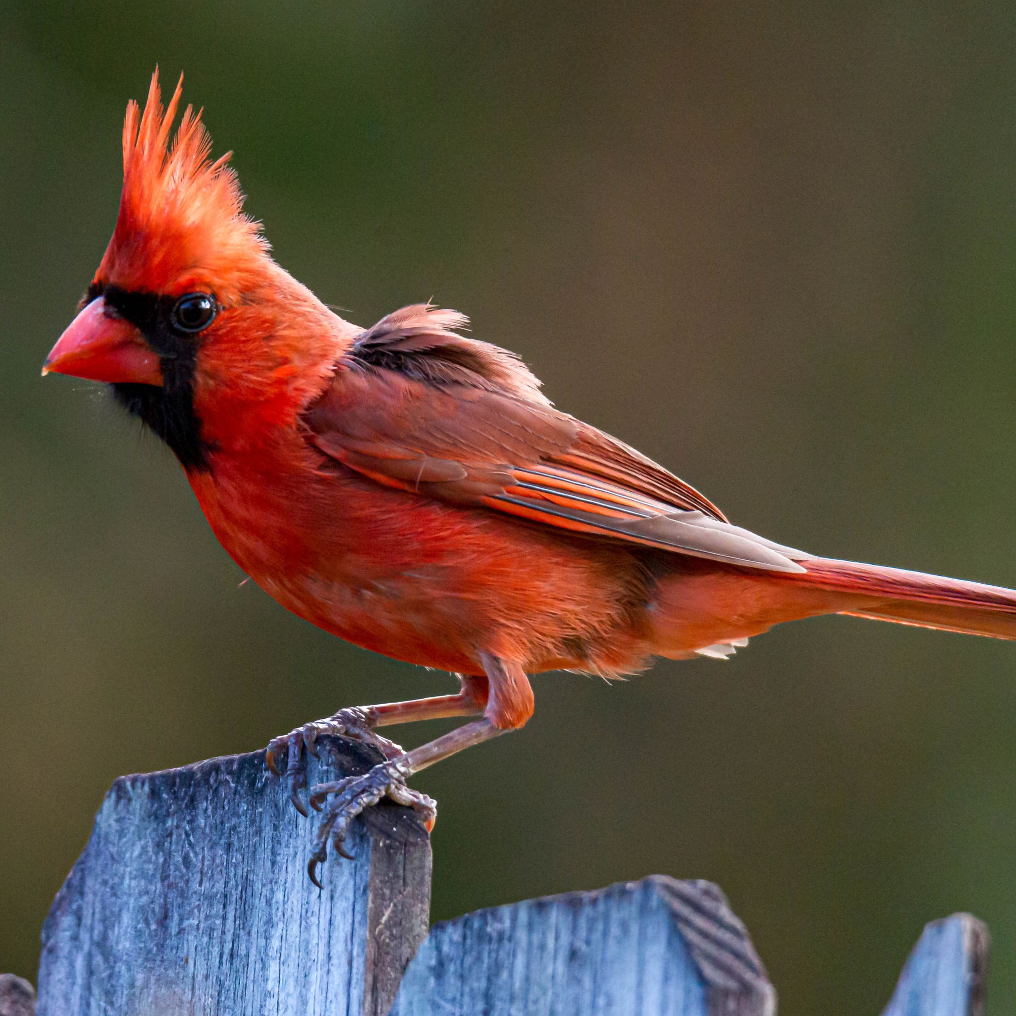 Northern Cardinal / Cardinalis cardinalis Perching on a Garden Fence - Palm Bay, Florida