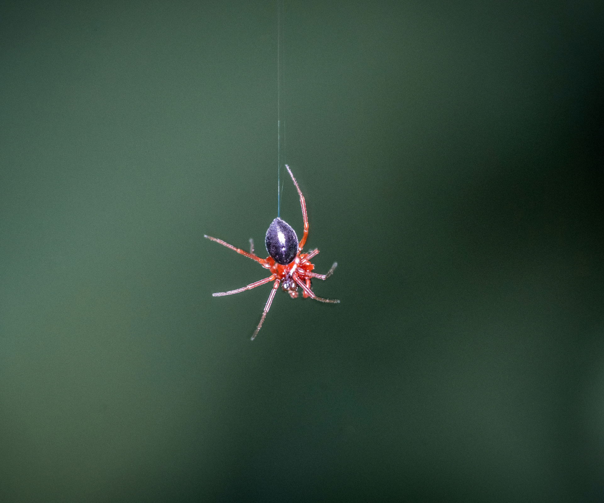 Birth month spiders
