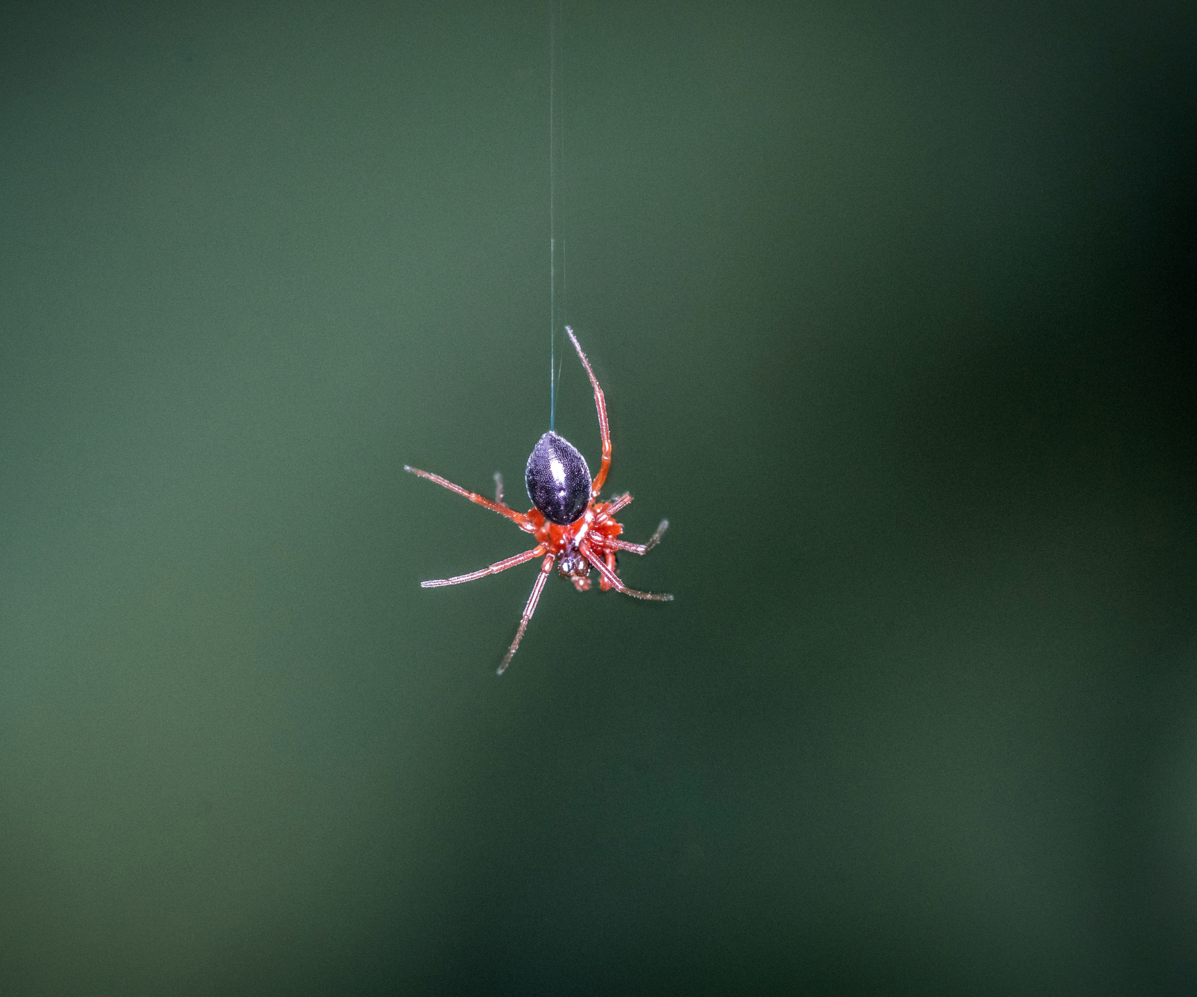 Birth month spiders
